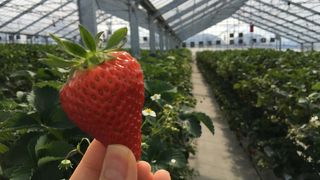 静岡でいちご狩り