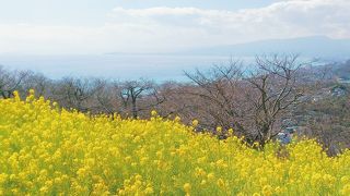 菜の花と海の絶景スポット