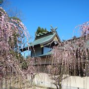 『結城神社』／しだれ梅が美しい！