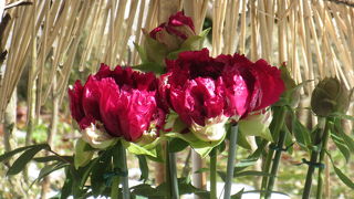 西国三十三観音 第八番札所。