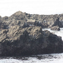 カメラは、岩の上の鳥を狙っています。
