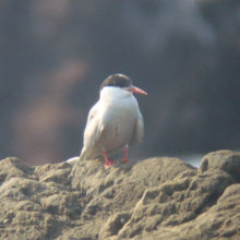 珍鳥キョクアジサシ