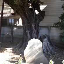 南側が朽ちて折れた幹