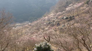 桃源郷のような景色