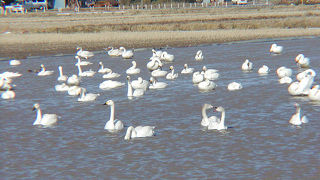 アメリカコハクチョウを見てきました。