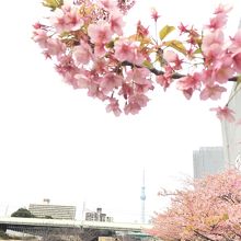 春だあ～＼(^ω^)／