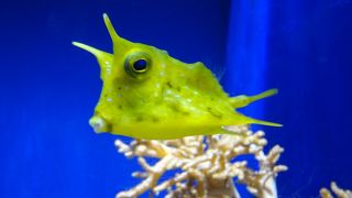 多くの珍しい魚たちに会える（沼津港深海水族館）