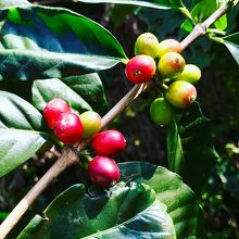 コーヒーの木の実