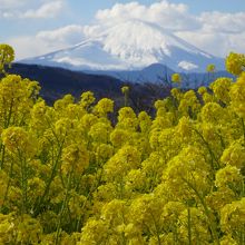 富士山をバックに　菜の花の色が一層　華やぎます。