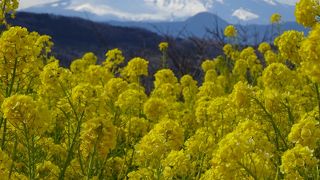 山の頂上に咲く菜の花は、絶景!