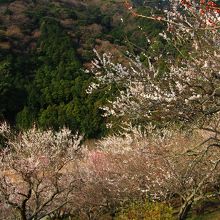 湯河原梅林梅の宴