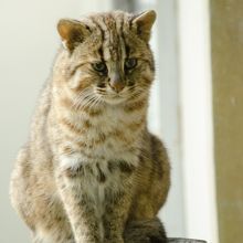 ツシマヤマネコ