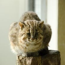 ツシマヤマネコ