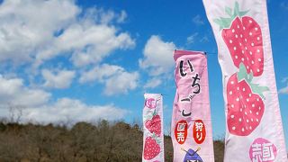 嵐山観光いちご農園