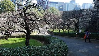 白梅は終わり掛けていました。