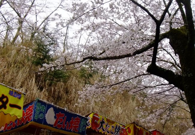 あつぎ飯山桜まつり クチコミ アクセス 営業時間 厚木 フォートラベル