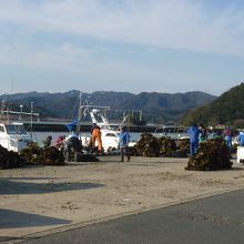 湾は牡蠣の養殖で賑わっている