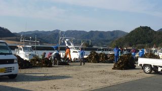 久美浜湾は下記の養殖で賑わう