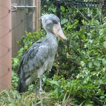 ハシビロコウはずっと見ていると結構動きがあります