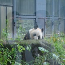 やはりパンダ。ガラス越しが少し残念