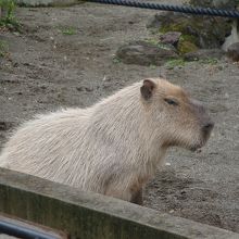 カピバラさん