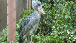 上野の森に広がる動物園（東京都恩賜上野動物園）