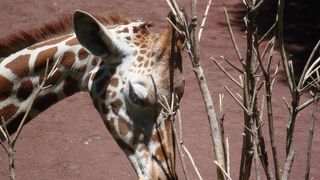 園内はアップダウンが多い（東京都多摩動物公園）