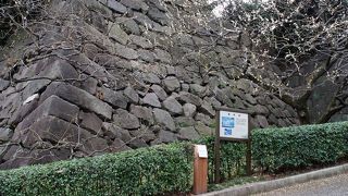 実際に梅がちらちら咲いていました