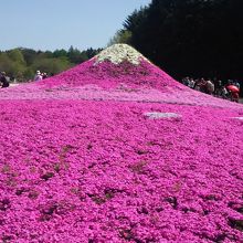 芝桜で作ったミニ富士