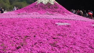 素晴らしい芝桜ですが。。。
