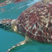 海の中に浮かぶホワイトサンド