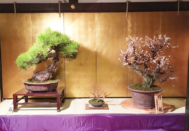 てんま天神梅まつり 盆梅 盆石展 大阪天満宮 クチコミ アクセス 営業時間 キタ 大阪駅 梅田 フォートラベル