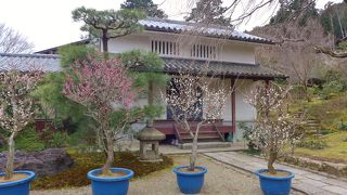 ２月下旬から３月下旬まで盆梅展が開催されます