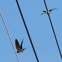 コシアカツバメ 