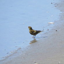 カワラヒワもいました。