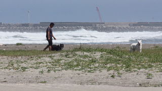 コシアカツバメを見てきました。