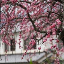 お地蔵様の祠の下の公園で