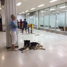 到着ロビーに堂々の飼い犬を連れ込む女性。しかも繋いでいない。