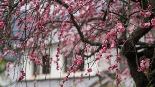 抱えてみたら即ご利益が。梅が満開だったんです。