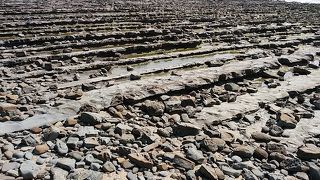 国の天然記念物