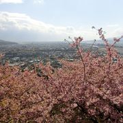 一足早い桜まつり