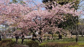 見応え充分の御苑