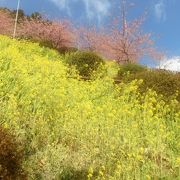 菜花と桜の競演