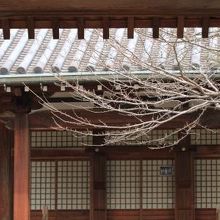 山門越しに境内のサクラを覗いてみました