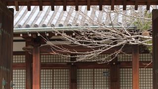 サクラの時期なら☆５つ？