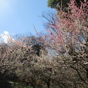 樹木に囲まれた広大な公園