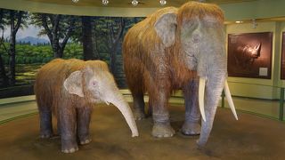 世界の蝶のコレクションがちょっと特徴的