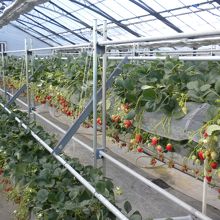 苺は豊富で立ったまま摘み取れます。練乳も掛け放題