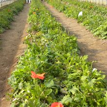 ポピーは温室の中。もっと満面の花畑だと思っていたのですが？