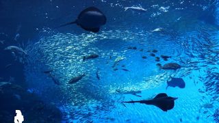 コンパクトだがダイナミックな展示がずらり